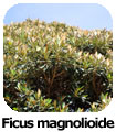 Ficus magnolioide